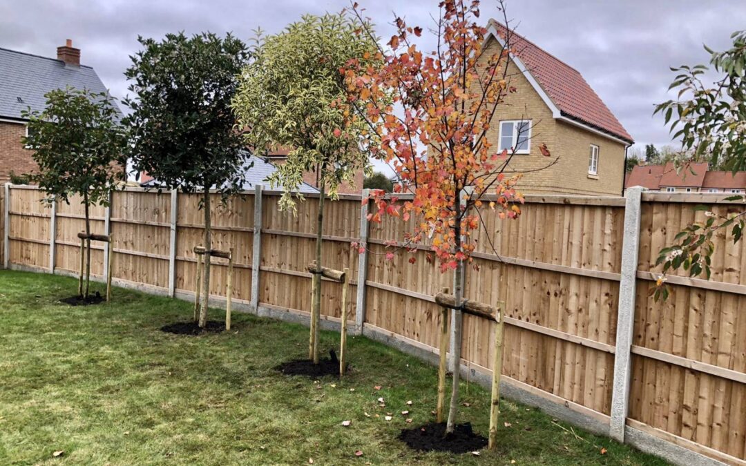 Tree planting – Lavenham